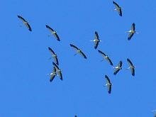 Wood Stork